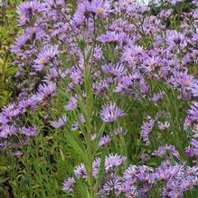 Aster tataricus Aster tataricus