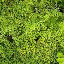 Adiantum x marisii Adiantum x marisii