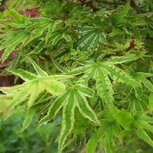Acer palmatum 'Higasa yama' Acer palmatum 'Higasa yama'