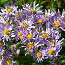 Aster tataricus 'Jin Dai' Aster tataricus 'Jin Dai'