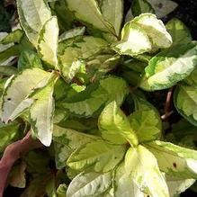 Ardisia japonica 'Dancing Girl' Ardisia japonica 'Dancing Girl'