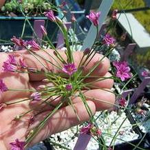 Allium neriniflorum Allium neriniflorum
