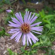 Aster novae-angliae 'Skyscraper' Aster novae-angliae 'Skyscraper'