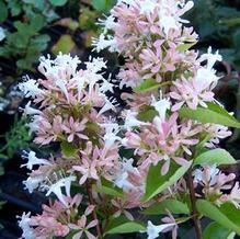 Abelia chinensis Abelia chinensis