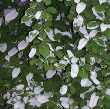 Actinidia kolomkitka 'Arctic Beauty (MALE)' Actinidia kolomkitka 'Arctic Beauty (MALE)'