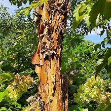 Acer griseum Acer griseum
