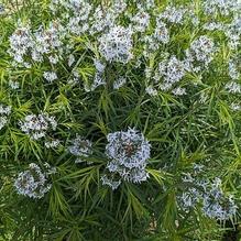 Amsonia ciliata ''Arkansas Form'' Amsonia ciliata ''Arkansas Form''