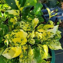 Aucuba japonica 'Suruga Benten' Aucuba japonica 'Suruga Benten'