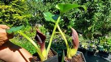 Arum pictum Arum pictum