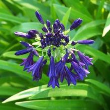 Agapanthus campanulatus 'Mood Indigo' Agapanthus campanulatus 'Mood Indigo'