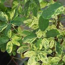 Akebia quinata 'Variegata' Akebia quinata 'Variegata'