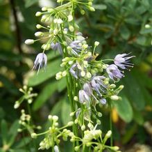 Allium cyaneum Allium cyaneum