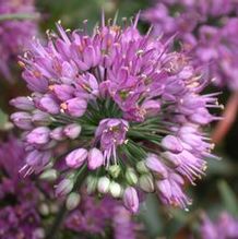 Allium thunbergii 'Ozawa' Allium thunbergii 'Ozawa'