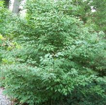 Acer cissifolium Acer cissifolium