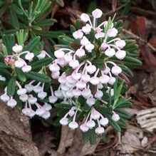 Andromeda glaucophylla 'Nana' Andromeda glaucophylla 'Nana'