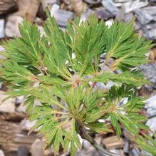 Acer japonicum 'Branford Beauty' Acer japonicum 'Branford Beauty'