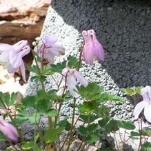 Aquilegia 'x 'Bonnet'' Aquilegia 'x 'Bonnet''