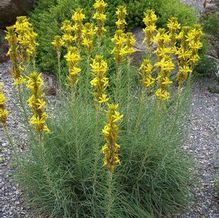 Asphodeline lutea Asphodeline lutea