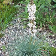 Asphodeline damascena Asphodeline damascena