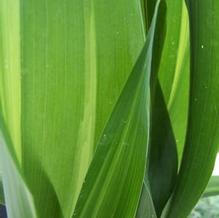 Aspidistra elatior 'Akebono' Aspidistra elatior 'Akebono'