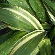 Aspidistra elatior 'Amanogawa' Aspidistra elatior 'Amanogawa'