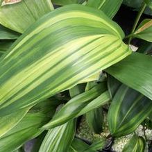 Aspidistra elatior 'Goldfeather' Aspidistra elatior 'Goldfeather'