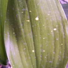 Aspidistra elatior 'Milky Way' Aspidistra elatior 'Milky Way'