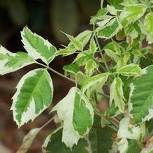 Acer negundo 'Flamingo' Acer negundo 'Flamingo'