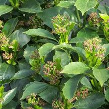Aucuba japonica ''green dwarf'' Aucuba japonica ''green dwarf''