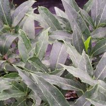 Aucuba japonica 'Lancifolia' Aucuba japonica 'Lancifolia'