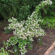 Abelia mosanensis Abelia mosanensis