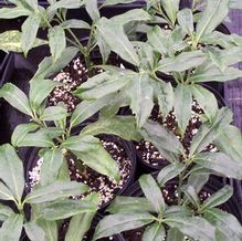 Aucuba japonica var. borealis Aucuba japonica var. borealis