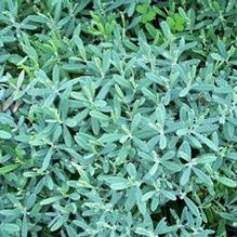 Andromeda polifolia 'Blue Ice' Andromeda polifolia 'Blue Ice'