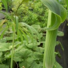 Arisaema consanguineum Arisaema consanguineum