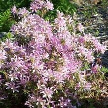 Azalea 'Koromo Shikibu' Azalea 'Koromo Shikibu'