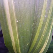 Aspidistra elatior 'Stars 'n Stripes'