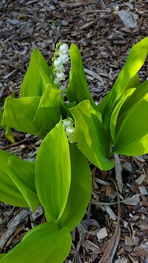 Convallaria majalis 'Fernwood's Golden Slippers' - Lily-of-the-Valley from Quackin Grass Nursery Convallaria majalis 'Fernwood's Golden Slippers' - Lily-of-the-Valley from Quackin Grass Nursery