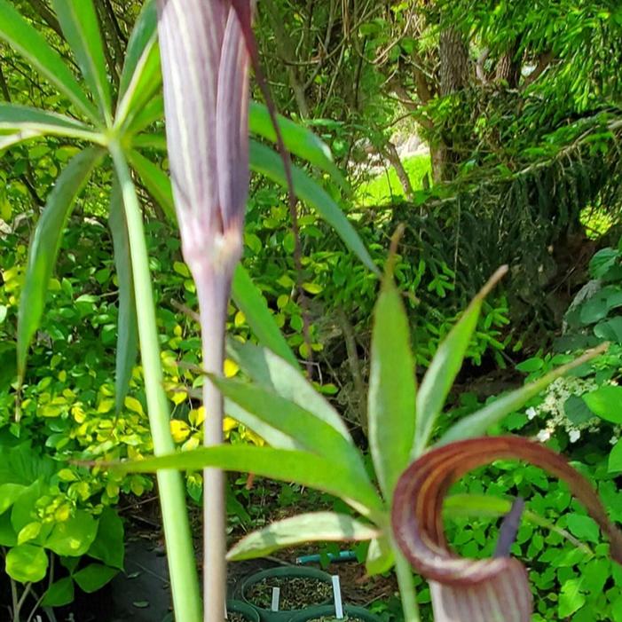 Arisaema consanguineum - Jack in the Pulpit from Quackin Grass Nursery Arisaema consanguineum - Jack in the Pulpit from Quackin Grass Nursery