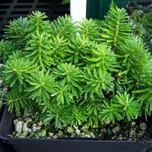 Abies koreana 'Gus' Abies koreana 'Gus'