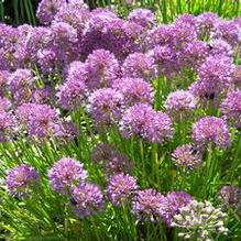 Allium x 'Millenium' Allium x 'Millenium'