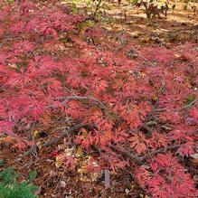 Acer japonicum 'Green Cascade' Acer japonicum 'Green Cascade'