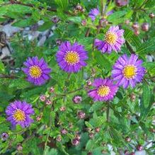 Aster ageratoides 'Ezo Murasaki' Aster ageratoides 'Ezo Murasaki'