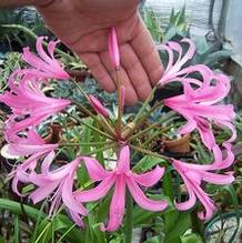 Amarine tubergenii 'Zwanenberg' Amarine tubergenii 'Zwanenberg'