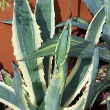 Agave americana 'Marginata' Agave americana 'Marginata'