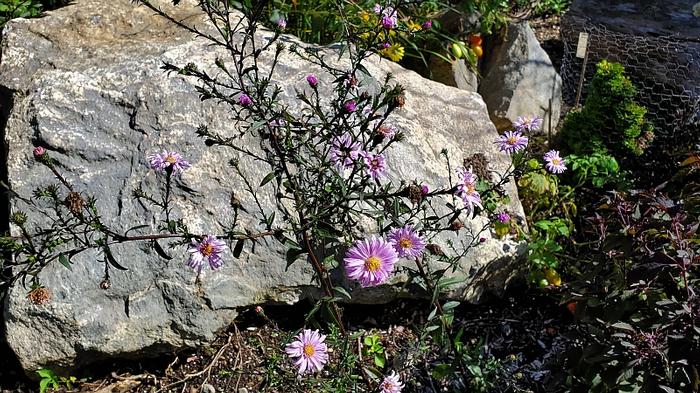 Aster x 'Glow in the Dark' - Smooth Aster from Quackin Grass Nursery
