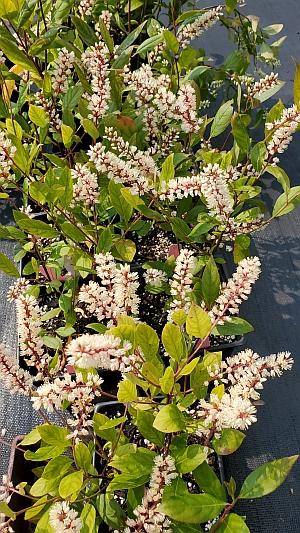 Itea virginica 'Sarah Eve' - Virginia Sweetspire from Quackin Grass Nursery Itea virginica 'Sarah Eve' - Virginia Sweetspire from Quackin Grass Nursery