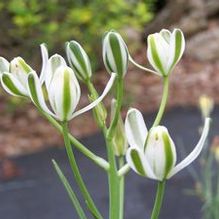 Albuca fastigiata subsp. floribunda Albuca fastigiata subsp. floribunda