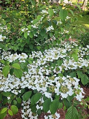 Viburnum plicatum f. tomentosum 'Watanabe' - courtesy Jim Schaefer Viburnum plicatum f. tomentosum 'Watanabe' - courtesy Jim Schaefer