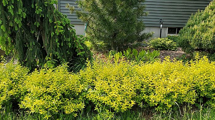 Spiraea japonica 'White Gold' - Japanese Spirea from Quackin Grass Nursery Spiraea japonica 'White Gold' - Japanese Spirea from Quackin Grass Nursery