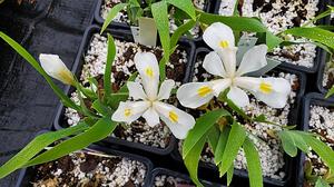 Iris cristata 'Montrose White' - Crested Iris from Quackin Grass Nursery Iris cristata 'Montrose White' - Crested Iris from Quackin Grass Nursery